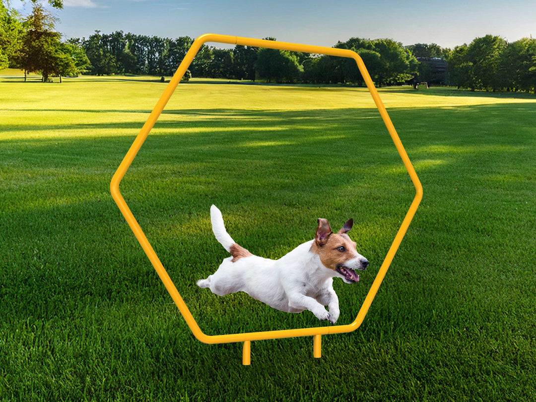 Dog walking under dog agility arch